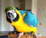 Blau und Gold Ara Papageien 2 Jahre alt
